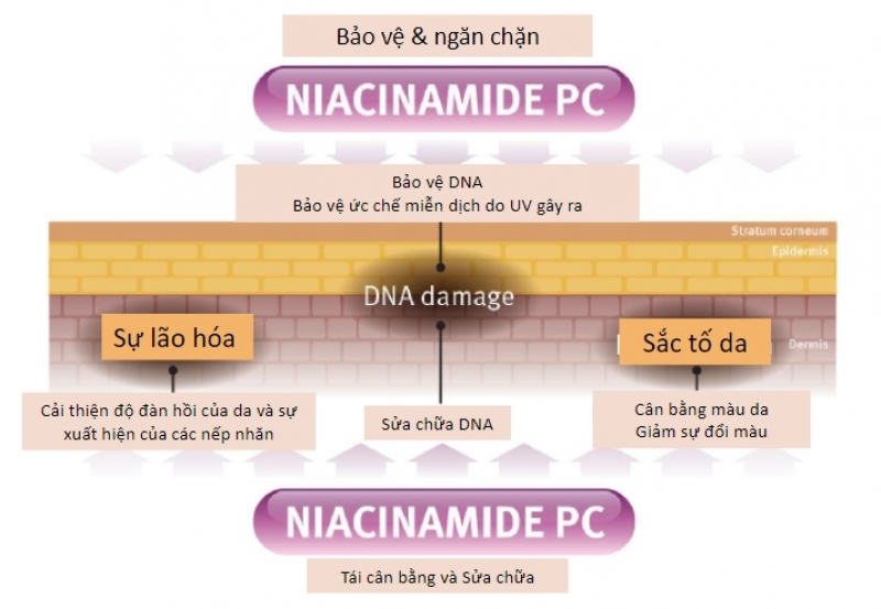 REJUVE INTERACTIVE NIACIN SHADE COMPLEX